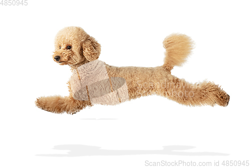 Image of Cute puppy of Maltipoo dog posing isolated over white background