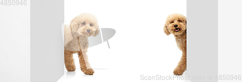 Image of Cute puppy of Maltipoo dog posing isolated over white background