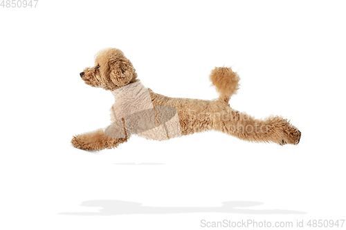 Image of Cute puppy of Maltipoo dog posing isolated over white background