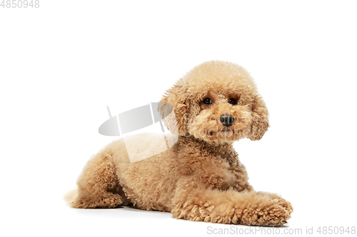 Image of Cute puppy of Maltipoo dog posing isolated over white background