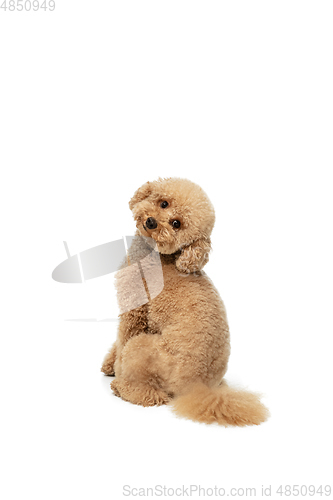 Image of Cute puppy of Maltipoo dog posing isolated over white background