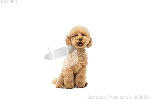 Image of Cute puppy of Maltipoo dog posing isolated over white background