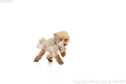 Image of Cute puppy of Maltipoo dog posing isolated over white background