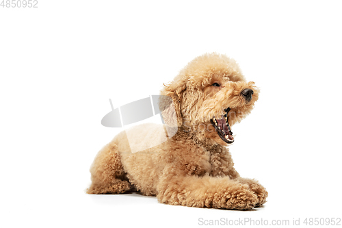 Image of Cute puppy of Maltipoo dog posing isolated over white background
