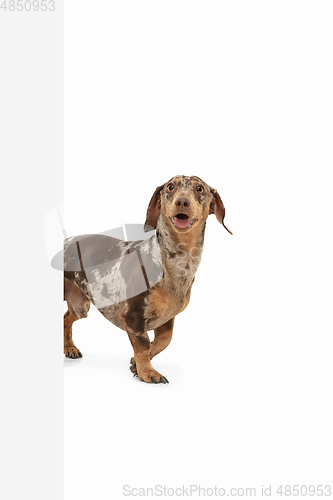 Image of Cute puppy of Dachshund dog posing isolated over white background