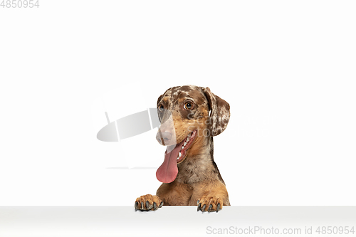 Image of Cute puppy of Dachshund dog posing isolated over white background