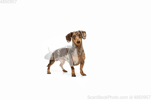 Image of Cute puppy of Dachshund dog posing isolated over white background