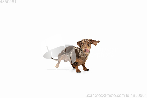 Image of Cute puppy of Dachshund dog posing isolated over white background