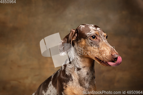 Image of Cute puppy of Dachshund dog posing isolated over brown background