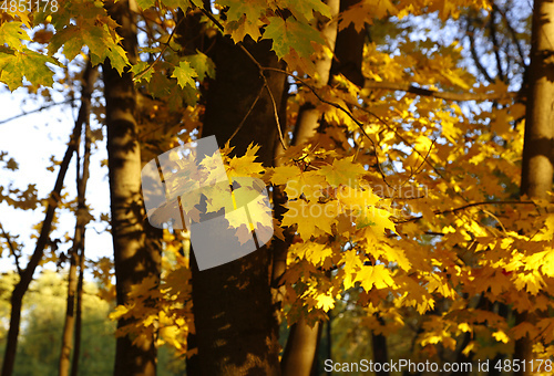 Image of Yellow autumn branches of maple trees