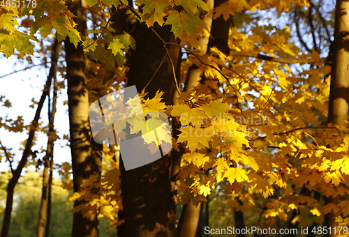 Image of Yellow autumn branches of maple trees