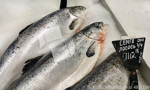 Image of fresh cooled salmon fish on ice for sale in market