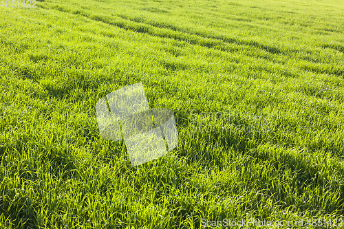 Image of grass field, corn