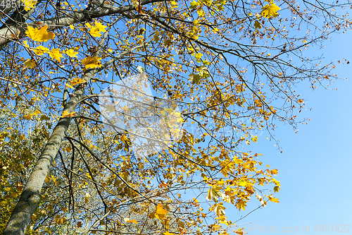 Image of yellowed maple trees