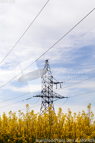 Image of rapeseed field