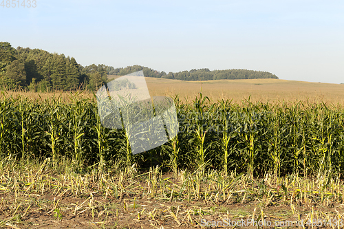 Image of field of corn