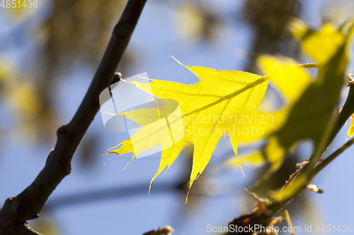 Image of green oak