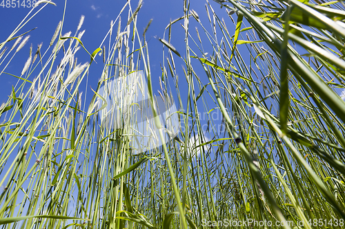 Image of stalks of wheat