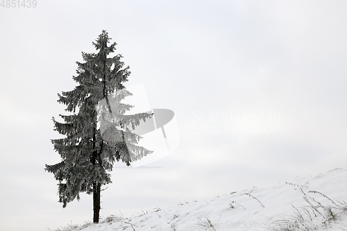 Image of Winter tree