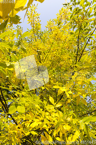 Image of yellow foliage of ash
