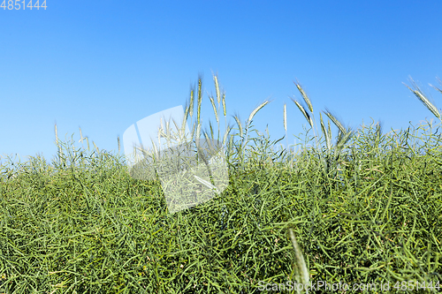 Image of Field with cereal