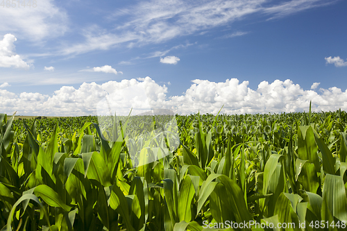 Image of Green corn field