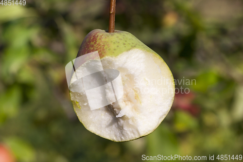 Image of Hanging bitten pear