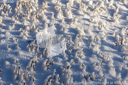 Image of Snow drifts in winter