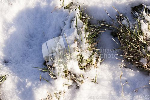 Image of Grass under the snow