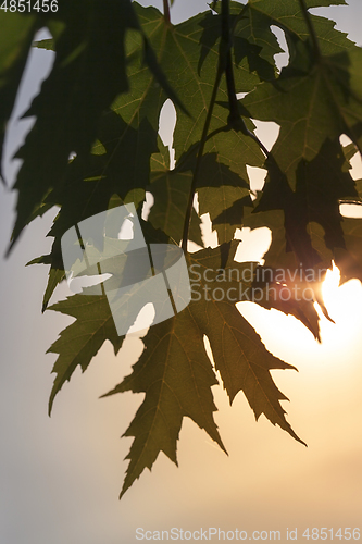 Image of maple leaf