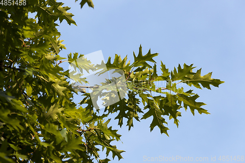 Image of Branches of oak