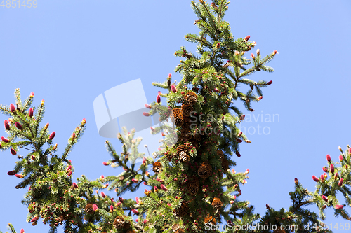 Image of Spruce in the spring