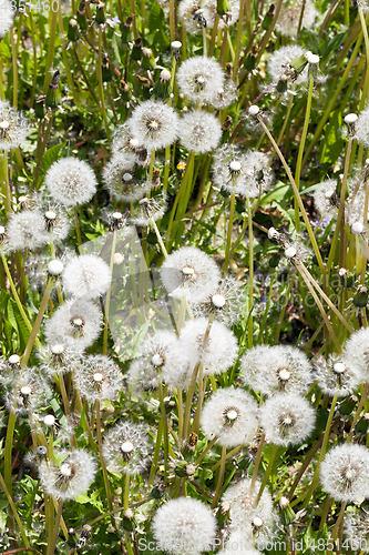 Image of Summer field