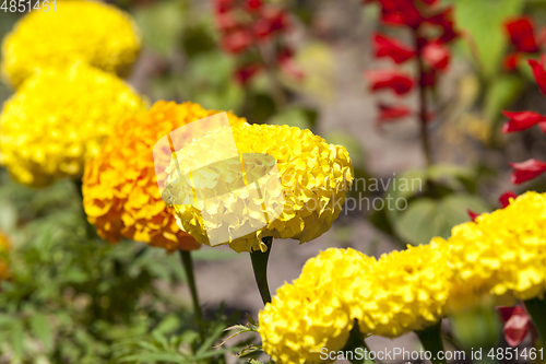 Image of large yellow flowers