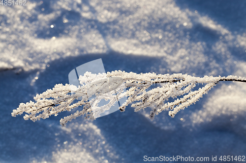 Image of Plant in the frost