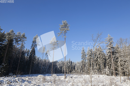 Image of Trees in winter