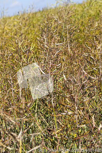 Image of Rape field