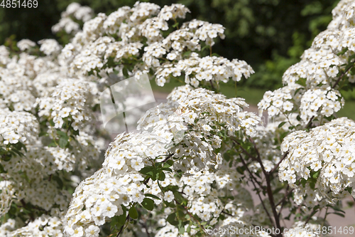 Image of flowering shrub