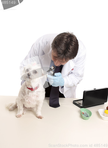 Image of Veterinarian at work