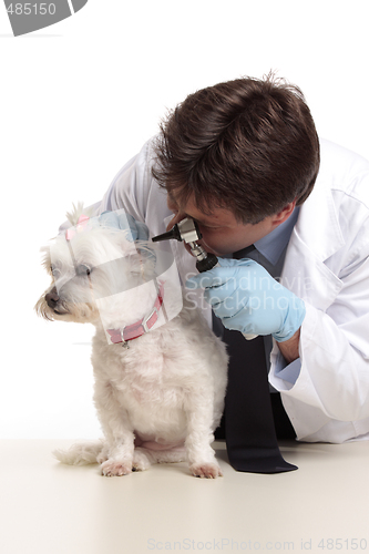 Image of Vet checking dog