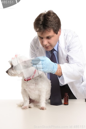 Image of Vet puts eardrops into dogs ears