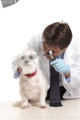 Image of Vet inspecting dogs ears