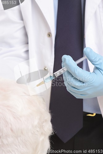 Image of Vet giving animal injection