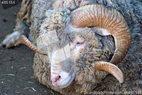 Image of Merino Sheep