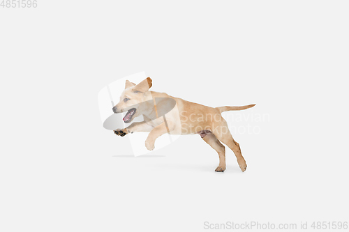 Image of Little Labrador Retriever playing on white studio background