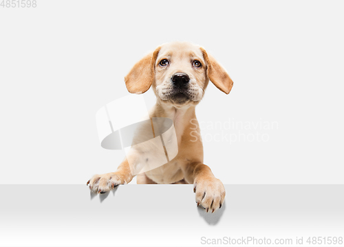 Image of Little Labrador Retriever playing on white studio background