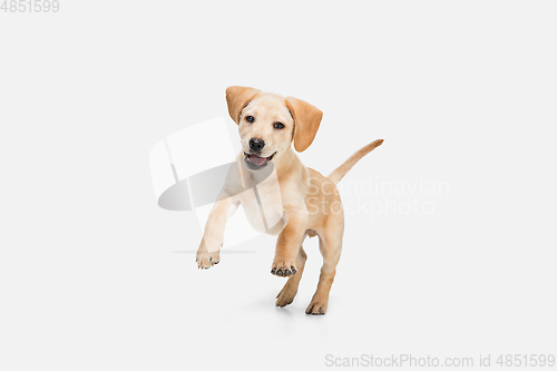 Image of Little Labrador Retriever playing on white studio background