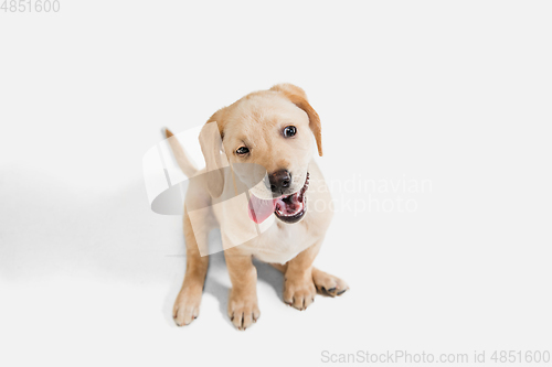 Image of Little Labrador Retriever playing on white studio background