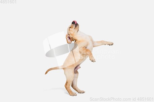 Image of Little Labrador Retriever playing on white studio background