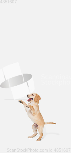 Image of Little Labrador Retriever playing on white studio background